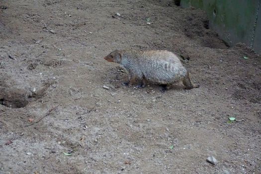Photo of a banded mongoose walking in the sand