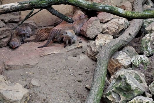 Photo of a banded mongoose family hiding under branches and rocks
