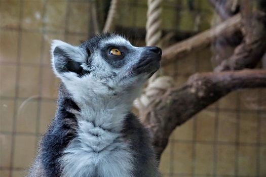 Photo of a ring-tailed lemur catta looking up to the right