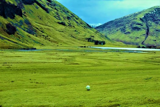 Beautiful view over green grass to Loch Achtriochtan, Glencoe with sheep