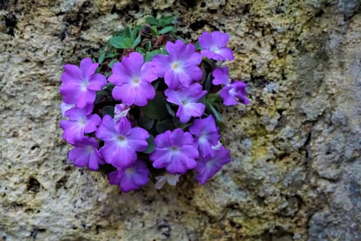 Purple Primula allionii plant growing on rocks