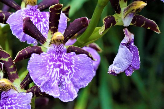 Close-up of some beautiful Zygopetalum Sanderae blossoms