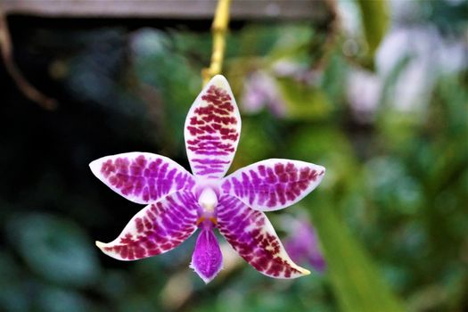 Close-up of very slim Phalaenopsis orchid blossom