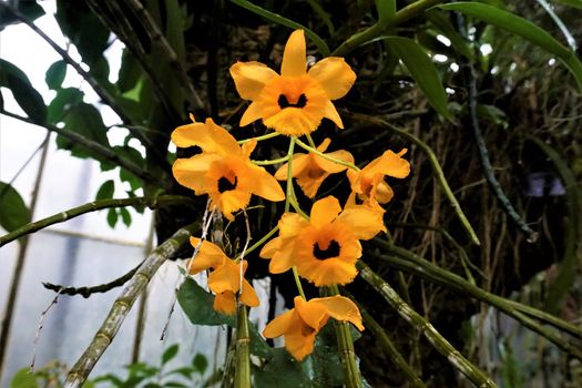 Beautiful yellow and black Dendrobium orchid blossoms