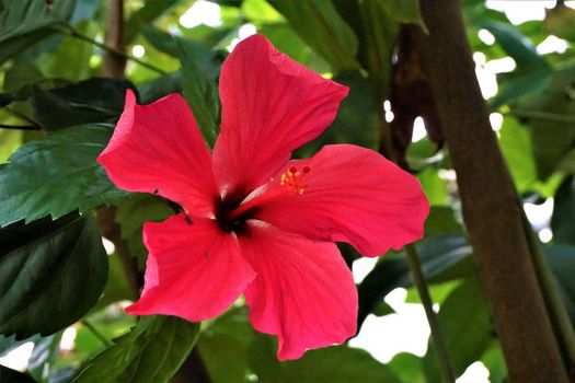 Red hibiscus flower in the Royal Botanic Garden Edinburgh, Scotland