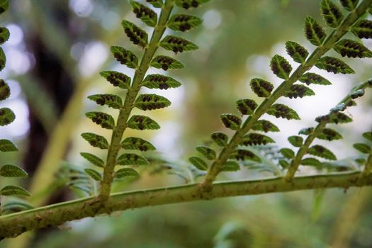 Close-up of the sporangia under fern leaves