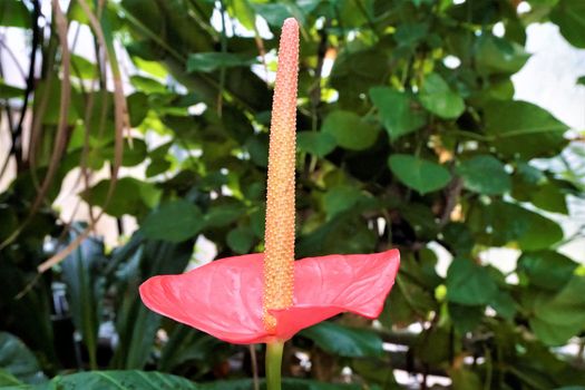 Beautiful red anthurium blossom with orange spadix