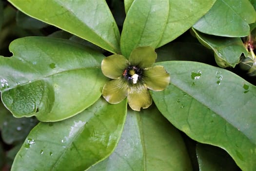 Beautiful unidentified green blossom green leaf flower