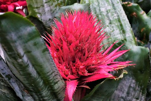 A beatuiful pink blossom of the Bromeliaceae family