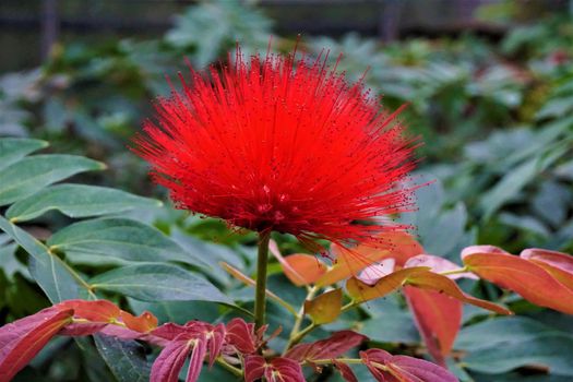 Beautiful blossom of the Red Powder Puff - Calliandra haematocephala