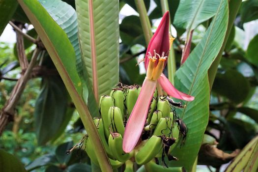 Blossom and small green fruits of a banana tree