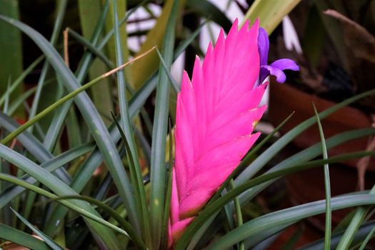 Close-up of beautiful pink and purple pineapple blossom