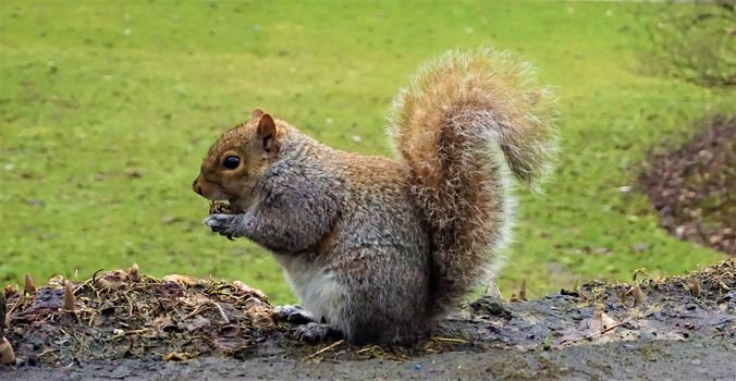 A grey squirrel spotted in Edinburgh eating