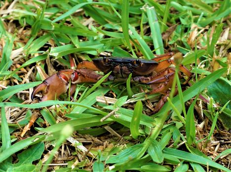 Land Crab in Juan Castro Blanco National Park, Costa Rica