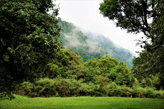 Cloud Forest in the Juan Castro Blanco National Park, Costa Rica