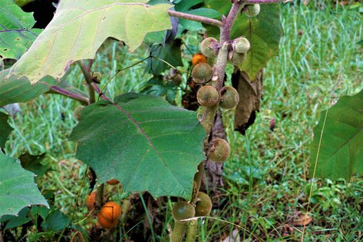 Unripe Solanum quitoense fruits in Juan Castro Blanco National Park, Costa Rica