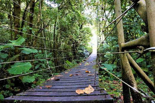 Frog perspective bridge through Juan Castro Blanco National Park, Costa Rica