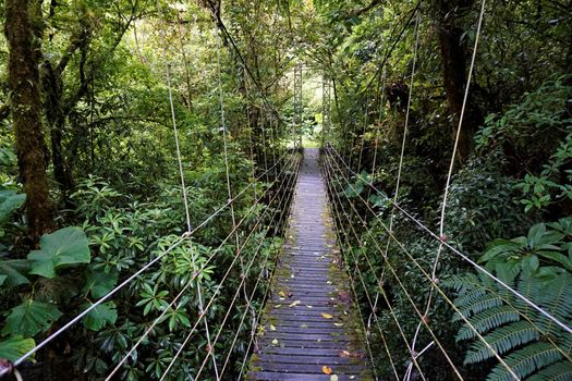 Bridge through Juan Castro Blanco National Park, Costa Rica