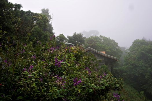 House and plants in Juan Castro Blanco National Park, Costa Rica on misty morning