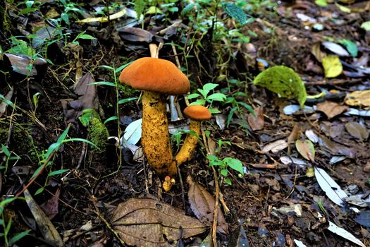 Unidentified orange-brown mushrooms in Juan Castro Blanco National Park, Costa Rica