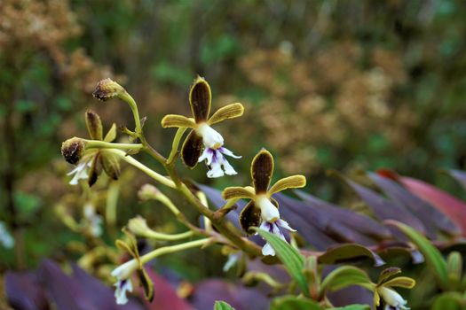 Unidentified Encyclia spotted orchid in Juan Castro Blanco National Park, Costa Rica