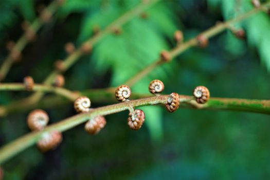 Juan Castro Blanco National Park, Costa Rica unfolding fern leaves