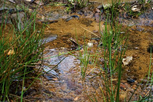 Lithobates vibicarius watching in Juan Castro Blanco National Park, Costa Rica