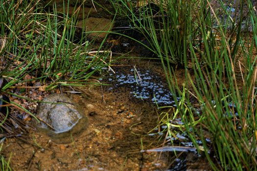 Lithobates vibicarius spawn in Juan Castro Blanco National Park, Costa Rica