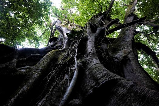 Huge fig tree in the Curicancha Reserve, Costa Rica