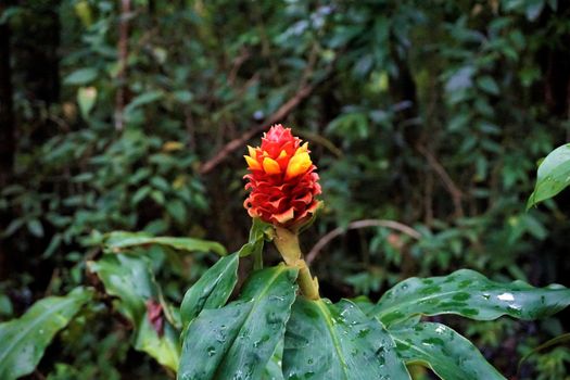 Costus barbatus blossom in the Curicancha Reserve, Costa Rica