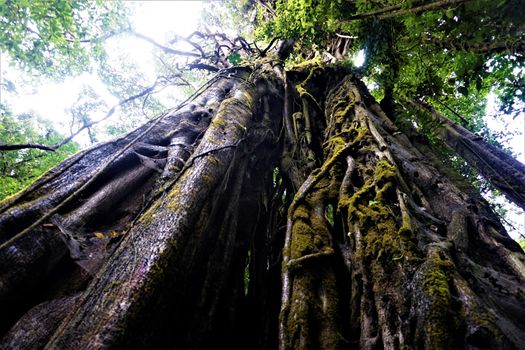 Strangler fig in the Curicancha Reserve, Costa Rica