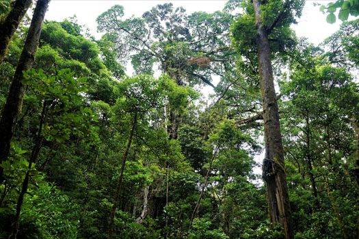 Perfect jungle view in the Curicancha Reserve, Costa Rica