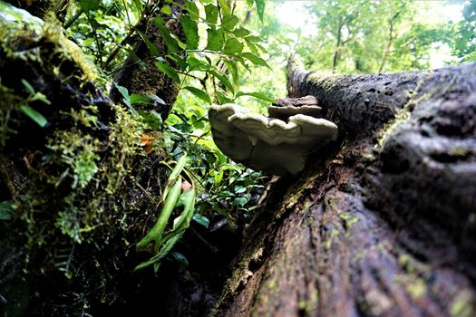 Trunk with bracket fungus in the Curicancha Reserve, Costa Rica