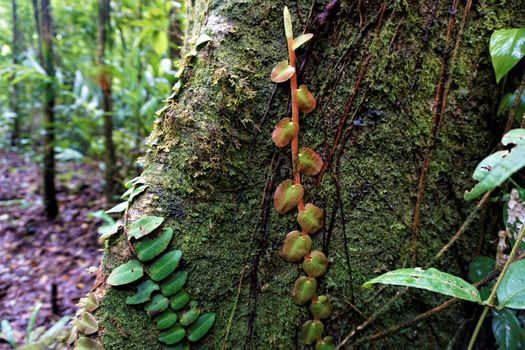 Different climbing plants spotted in the Curi Cancha Reserve, Costa Rica