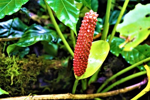 Anthurium orange infructescence spotted in Curi-Cancha, Costa Rica