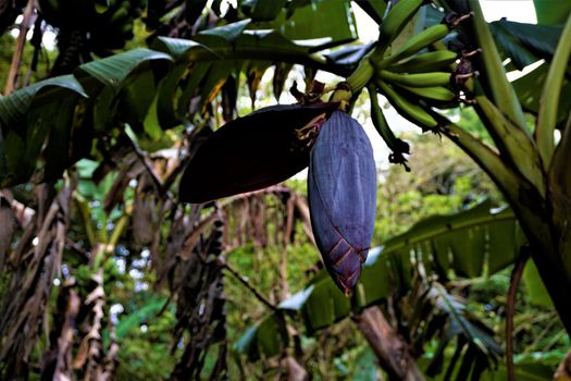 Purple banana blossoms with green fruits spotted in Costa Rica