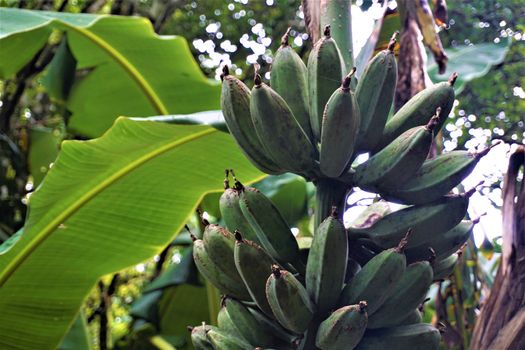 Small green bananas spotted in the Curi Cancha Reserve, Costa Rica