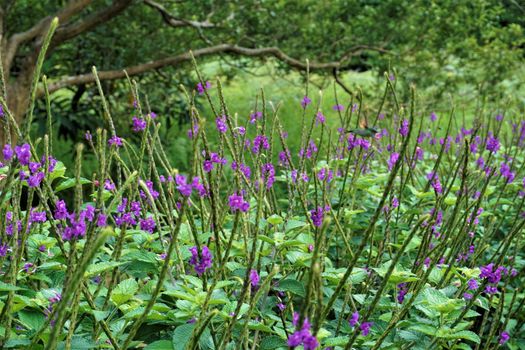 Stachytarpheta jamaicensis spotted in the Curi-Cancha Reserve, Costa Rica