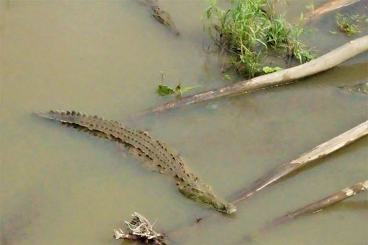 View from the crocodile bridge in Costa Rica