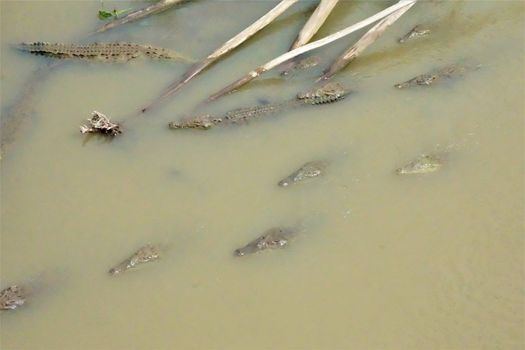 View on the crocodiles in the Tarcoles river, Costa Rica