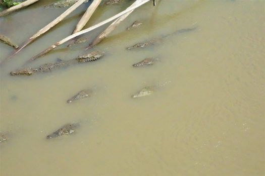 Group of crocodiles swimming in the Tarcoles river, Costa Rica