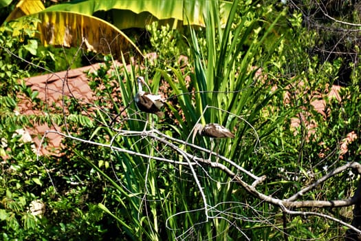 White American Ibis on a branch in Jaco, Costa Rica