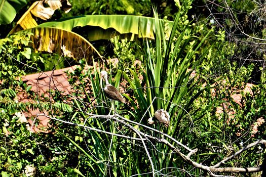 Two whit ibises sitting on a branch in Jaco, Costa Rica