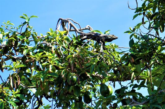 Ctenosaura lizard in a mango tree in Jaco, Costa Rica