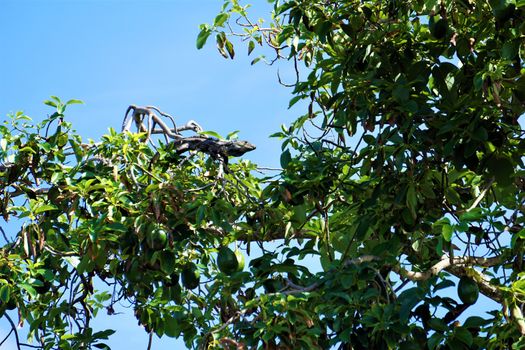 Iguana climbing a mango tree in Jaco, Costa Rica