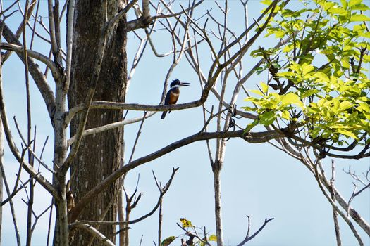 Ringed Kingfisher sitting on a branch in Jaco, Costa Rica