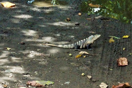 Black spiny-tailed iguana sitting on a trail in Costa Rica