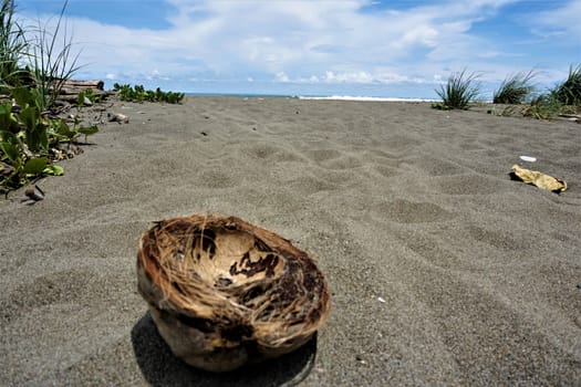 Shell of a coconut at Dominical beach, Costa Rica