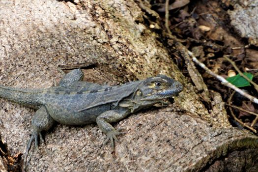Close-up of an Iguana sitting on a trunk in Hacienda Baru, Costa Rica