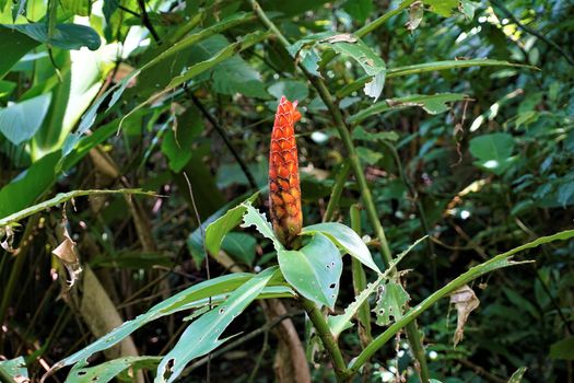 Costus pulverulentus in Hacienda Baru, Costa Rica